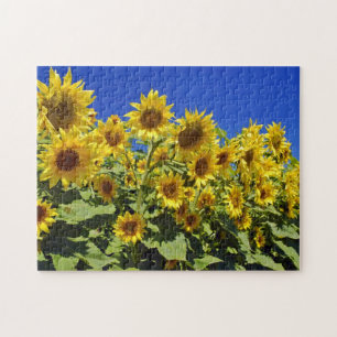 Puzzle Champ de tournesols