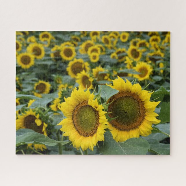 Puzzle Champ de tournesols - 16x20 pouces (Horizontal)