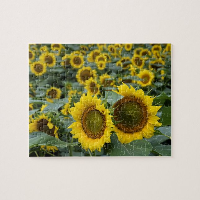 Puzzle Champ de tournesols - 8x10 pouces (Horizontal)