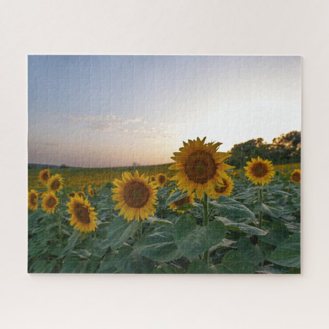 Puzzle Champ de tournesols à la tombée de la nuit (Horizontal)