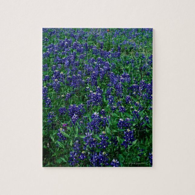 Puzzle Champ des Bluebonnets de Texas (Vertical)