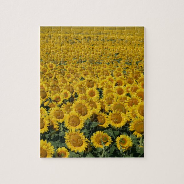 Puzzle Champ des tournesols (Vertical)