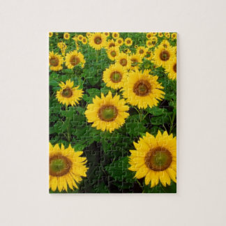 Puzzle Champ des tournesols