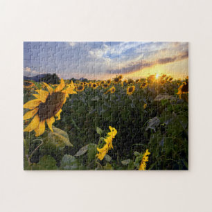 Puzzle Champ des tournesols de floraison