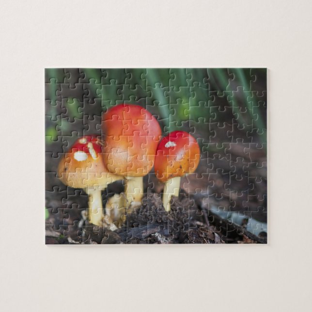 Puzzle champignon de la famille Amanita (Horizontal)