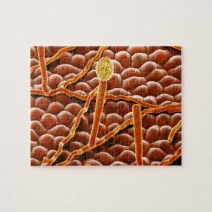 Puzzle Champignon de rouille pulvérulente sur la