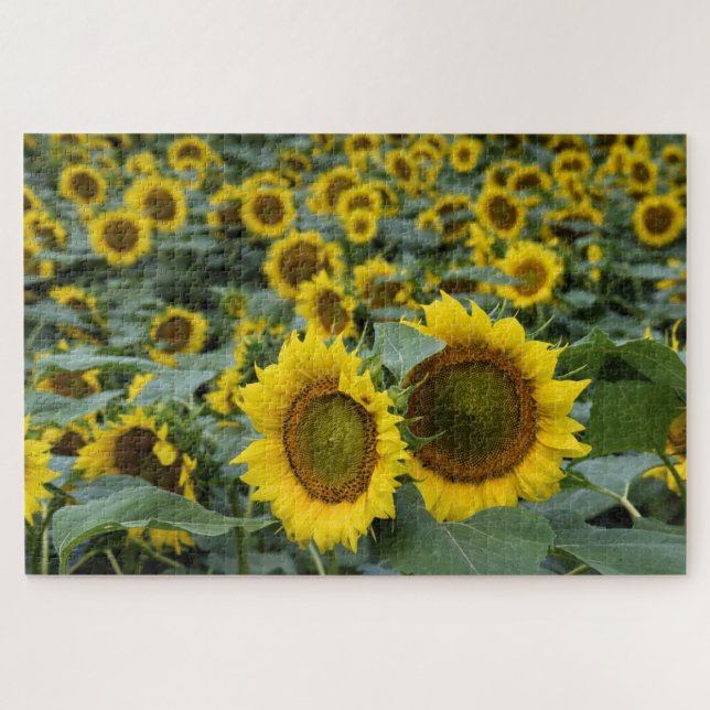 Puzzle Champs de tournesols - 20x30 pouces (Horizontal)