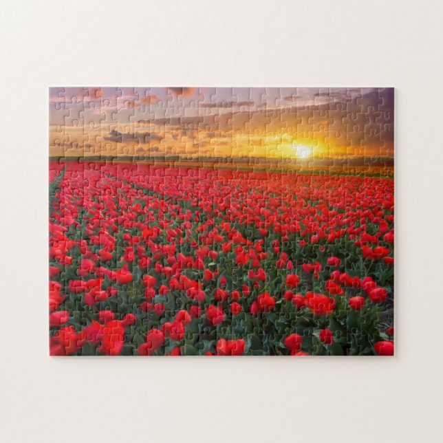 Puzzle Champs de tulipe au coucher du soleil dans (Horizontal)