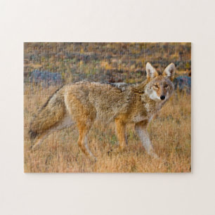 Puzzle Chasse au coyote (Canis Latrans)