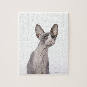 Puzzle Chat de Sphynx avec l'expression étonnée