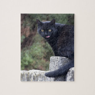 Puzzle Chat noir