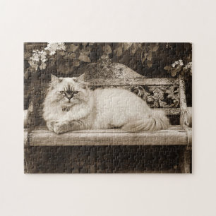 Puzzle Chat perse sur un banc de jardin