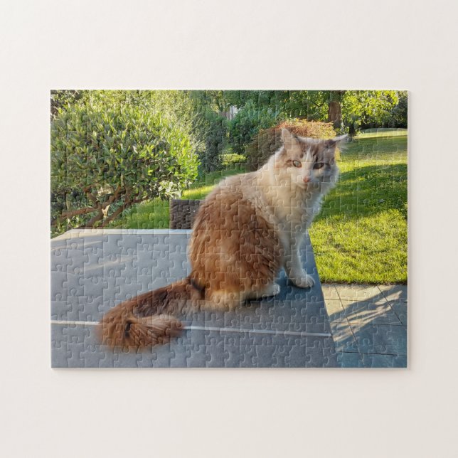 Puzzle chat ragdoll (Horizontal)
