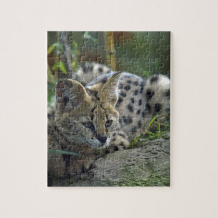 Puzzle Chat sauvage sauvage