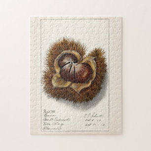 Puzzle Châtaigne (Castanée) Peinture d'aquarelle aux frui