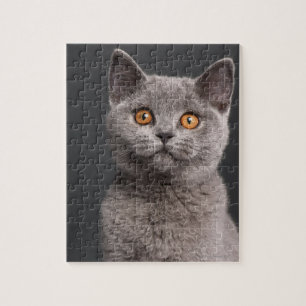 Puzzle Chaton britannique de Shorthair (3 mois)