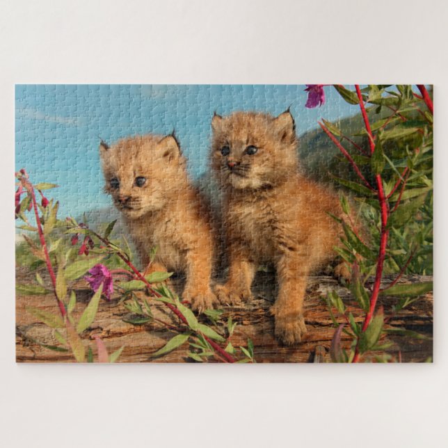 Puzzle Chatons Lynx Canadien, Alaska (Horizontal)
