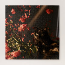 Chats de Bloom à Minuit