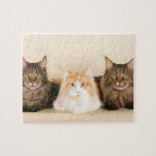 Puzzle Chats du Maine Coon