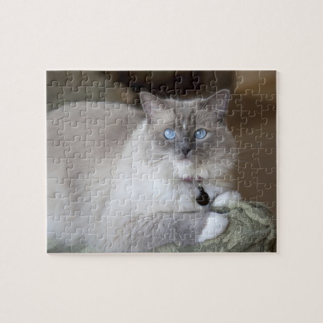 Puzzle Chatte Ragdoll (Horizontal)