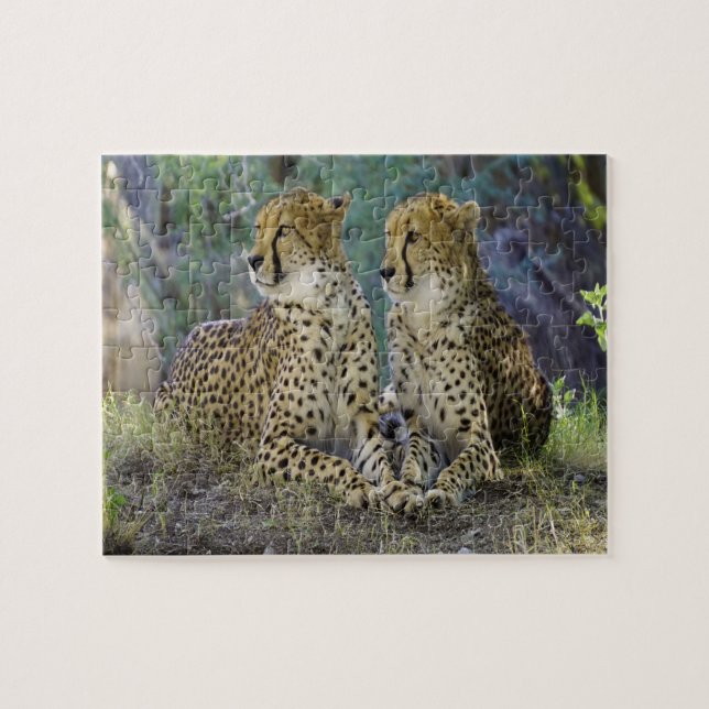 Puzzle cheetah Big Cats. (Horizontal)