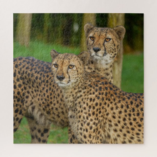 Puzzle Cheetah Duo (Vertical)