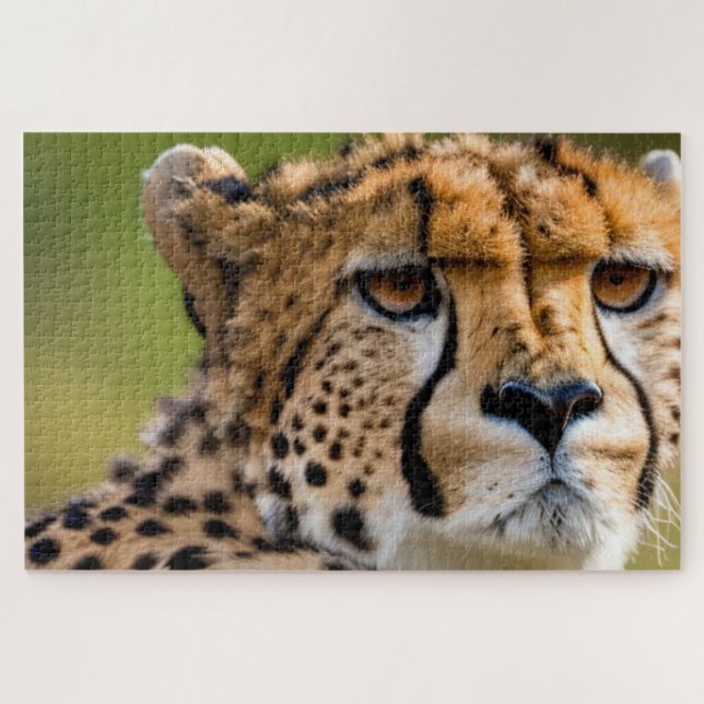 Puzzle Cheetah Headshot (Horizontal)