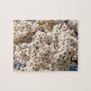 Puzzle Cherry Tree in Bloom, Oregon