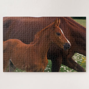 Puzzle Cheval arabe près de sa mère