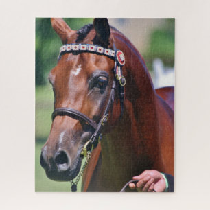 Puzzle Cheval équestre race arabe
