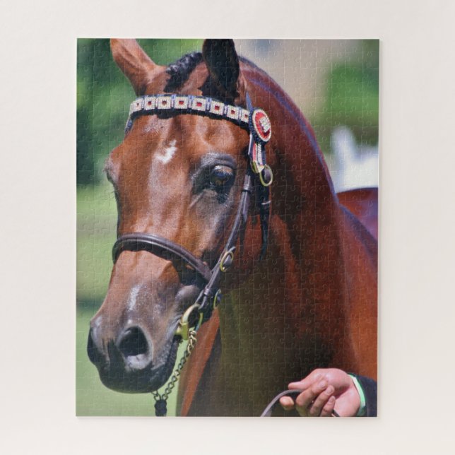 Puzzle Cheval équestre race arabe (Vertical)