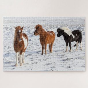 Puzzle Cheval islandais avec pelage d'hiver typique