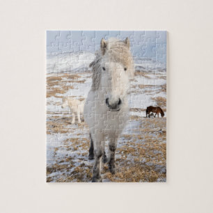 Puzzle Cheval islandais blanc, Islande