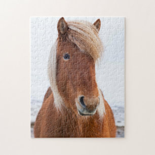 Puzzle Cheval islandais en hiver