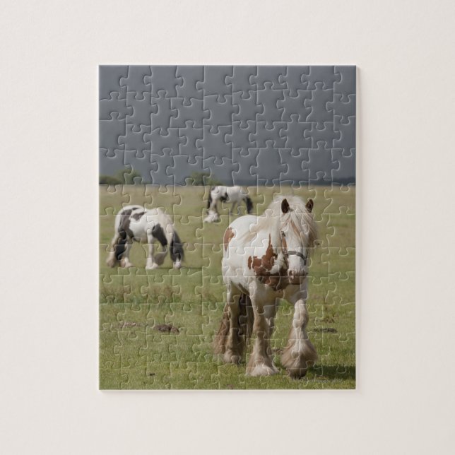 Puzzle Chevaux Clydesdale dans un champ, Northumberland, (Vertical)