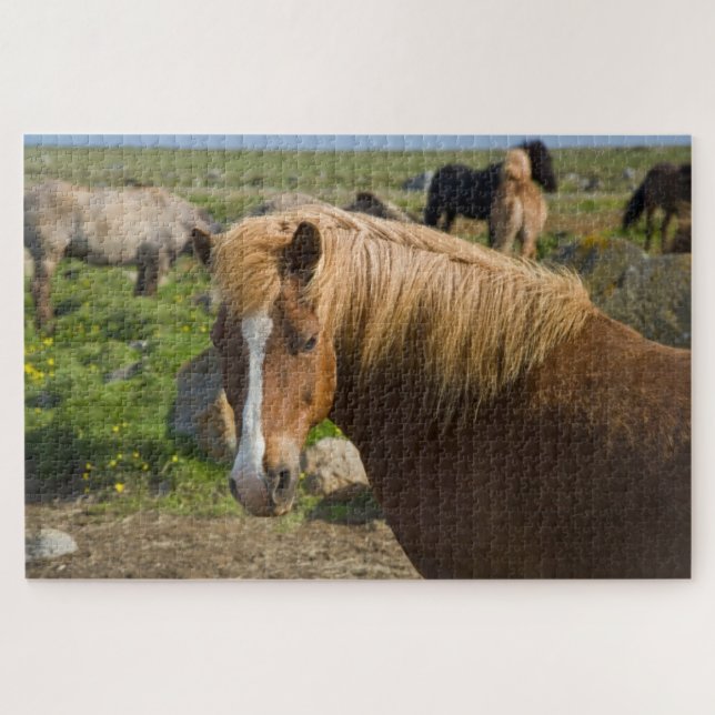 Puzzle Chevaux islandais dans le nord-est de l'Islande (Horizontal)