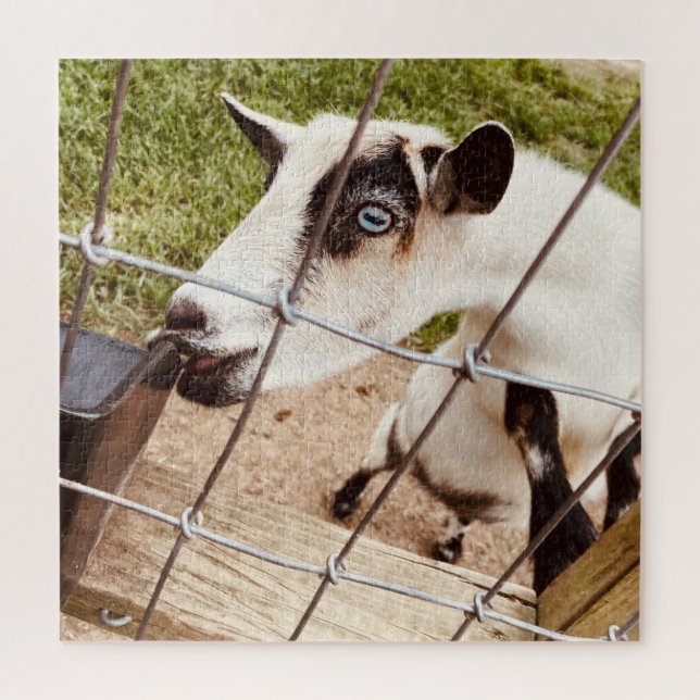 Puzzle chèvre aux yeux bleus (Vertical)