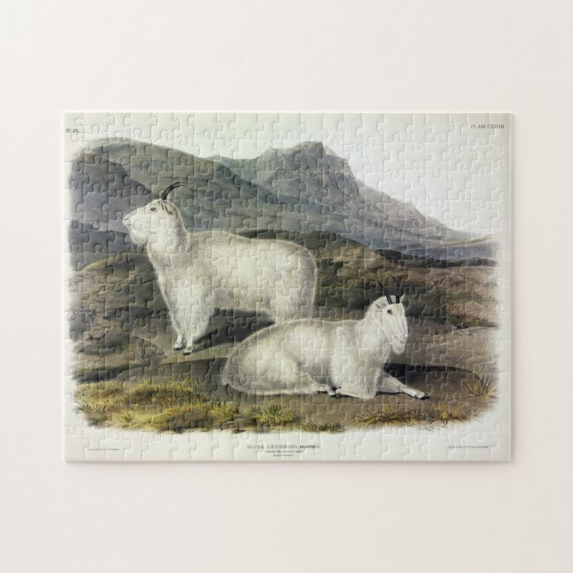 Puzzle Chèvre de montagne (Capra Americana par Audubon) (Horizontal)