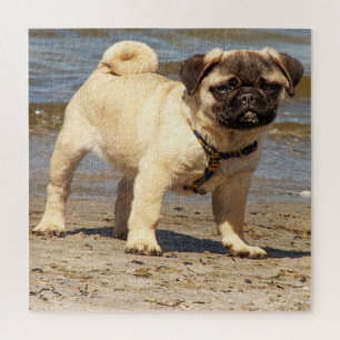 Puzzle chien, animal de compagnie, mignonette, animal, ra