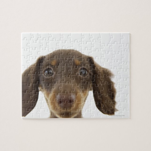 Puzzle Chien blanc (brun) 2 (Horizontal)