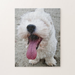 Puzzle Chien blanc de chiot heureux, malteese, maltipoo.