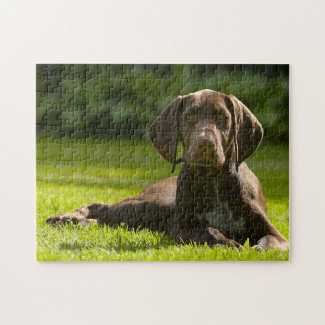 Puzzle Chien Braque Allemand. (Horizontal)