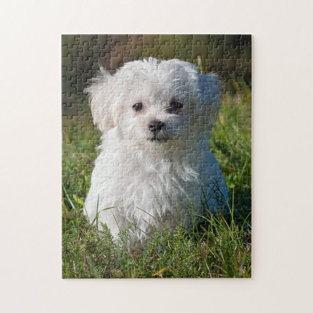 Puzzle Chien chiot maltais blanc mou (Vertical)