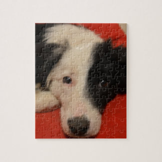 Puzzle chien de border collie