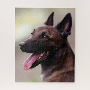 Puzzle Chien de chien de chien de berger malinois