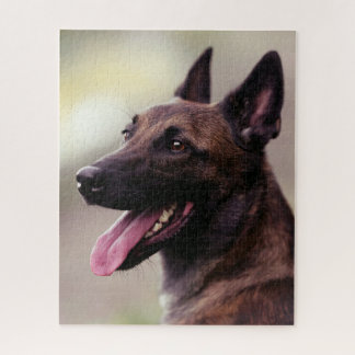 Puzzle Chien de chien de chien de berger malinois