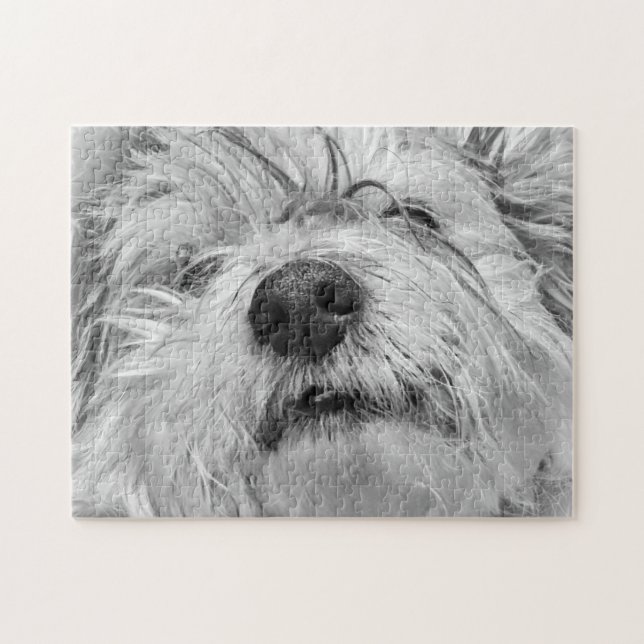 Puzzle Chien de Coton de Tulear (Horizontal)