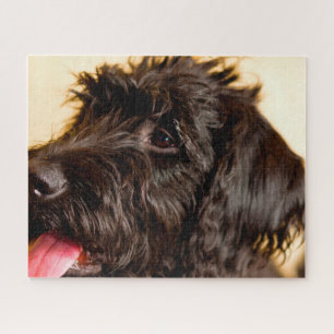 Puzzle Chien de Labradoodle.