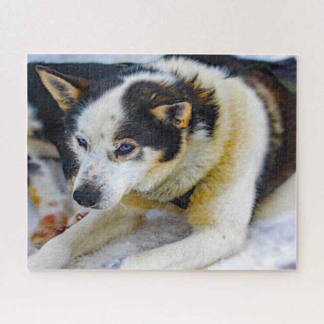 Puzzle Chien de l'Alaska Huskey. (Horizontal)