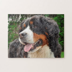 Puzzle Chien de montagne bernois.